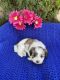 Shih-Poo Puppies for sale in Taft, CA, USA. price: NA