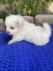 Shih-Poo Puppies for sale in Taft, CA, USA. price: NA