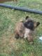 Shih-Poo Puppies for sale in 25972 Regal Ave, Hayward, CA 94544, USA. price: NA
