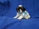 Shih-Poo Puppies for sale in Whittier, CA, USA. price: $799