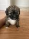 Shih-Poo Puppies for sale in Fort Lauderdale, FL, USA. price: $1,500