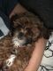 Shih-Poo Puppies for sale in Walton, KY 41094, USA. price: $950