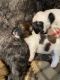 Shih-Poo Puppies for sale in Elkton, VA 22827, USA. price: NA
