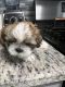 Shih-Poo Puppies for sale in Fort Worth, TX, USA. price: NA