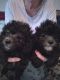 Shih-Poo Puppies for sale in Horse Branch, KY 42349, USA. price: NA