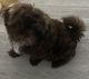 Shih-Poo Puppies for sale in Ocala, FL, USA. price: NA
