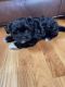 Shih-Poo Puppies for sale in Parker, CO, USA. price: $950