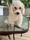 Shih-Poo Puppies for sale in Mundelein, IL, USA. price: $600