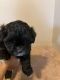 Shih-Poo Puppies for sale in Chicago, IL 60707, USA. price: $800