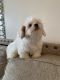 Shih-Poo Puppies for sale in New York, NY, USA. price: NA