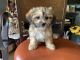 Shih-Poo Puppies for sale in Middletown, CT, USA. price: $1,400