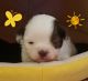 Shih-Poo Puppies for sale in Dinwiddie, VA 23841, USA. price: $1,250