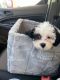 Shih-Poo Puppies for sale in West Palm Beach, FL, USA. price: NA