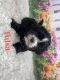 Shih-Poo Puppies for sale in Kinston, NC 28501, USA. price: $1,250