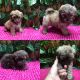 Shih-Poo Puppies for sale in Umpire, AR 71833, USA. price: NA