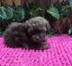 Shih-Poo Puppies for sale in Umpire, AR 71833, USA. price: $500