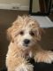 Shih-Poo Puppies for sale in Pittsburgh, PA, USA. price: NA