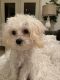 Shih-Poo Puppies for sale in Corpus Christi, TX, USA. price: NA