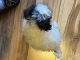 Shih-Poo Puppies for sale in West Palm Beach, FL, USA. price: NA