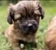 Shih-Poo Puppies for sale in Atlanta, GA, USA. price: $1,000