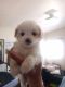 Shih-Poo Puppies for sale in Fresno, CA, USA. price: NA