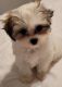 Shih-Poo Puppies for sale in Plant City, FL, USA. price: NA