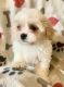 Shih-Poo Puppies for sale in Kinta, OK 74552, USA. price: NA