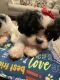 Shih-Poo Puppies for sale in Brown Deer, WI, USA. price: $700