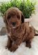 Shih-Poo Puppies for sale in Mansfield, OH, USA. price: NA