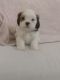 Shih-Poo Puppies for sale in Winder, GA 30680, USA. price: NA