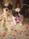 Shih-Poo Puppies for sale in Phoenix, AZ, USA. price: $600