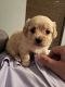 Shih-Poo Puppies for sale in Soddy-Daisy, TN, USA. price: NA
