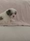 Shih-Poo Puppies for sale in Winder, GA 30680, USA. price: $1,000