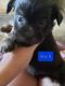 Shih-Poo Puppies for sale in Hanford, CA 93230, USA. price: NA