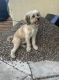 Shih-Poo Puppies for sale in Phoenix, AZ 85042, USA. price: $300