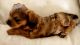 Shih-Poo Puppies for sale in Jensen, UT 84035, USA. price: $125,000