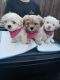 Shih-Poo Puppies for sale in Lake Elsinore, CA, USA. price: NA