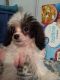 Shih-Poo Puppies for sale in Horse Branch, KY 42349, USA. price: $450