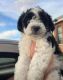 Shih-Poo Puppies for sale in Simpsonville, SC, USA. price: $800