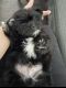 Shih-Poo Puppies for sale in Litchfield Park, AZ, USA. price: NA
