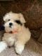 Shih-Poo Puppies for sale in Bellingham, WA, USA. price: NA
