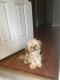 Shih-Poo Puppies for sale in Jacksonville, FL, USA. price: $500