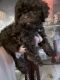 Shih-Poo Puppies for sale in Leesburg, FL, USA. price: NA