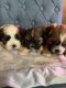 Shih-Poo Puppies for sale in Angier, NC 27501, USA. price: $900
