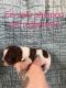 Shih-Poo Puppies for sale in Downsville, LA 71234, USA. price: NA