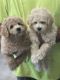 Shih-Poo Puppies for sale in Rutland, IL 61358, USA. price: $600