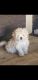 Shih-Poo Puppies for sale in Tempe, AZ, USA. price: NA
