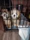Shih-Poo Puppies for sale in Riverdale, GA, USA. price: NA