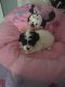 Shih-Poo Puppies for sale in Caswell County, NC, USA. price: NA