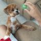 Shih-Poo Puppies for sale in Vine Grove, KY, USA. price: $500